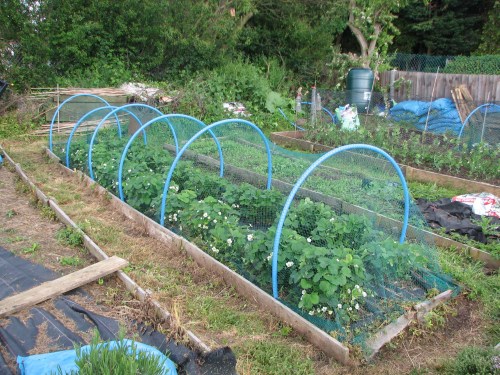 2008-05-18 Allotment 007 lo