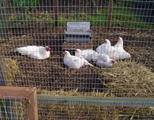 121030 Chickeneering 005a