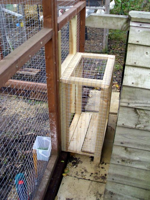 121107 Chickeneering 001a