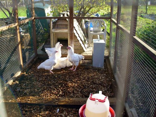 121108 Chickeneering 001a