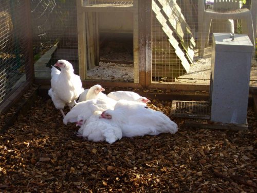 121108 Chickeneering 003a