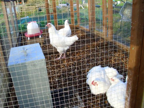 121108 Chickeneering 005a