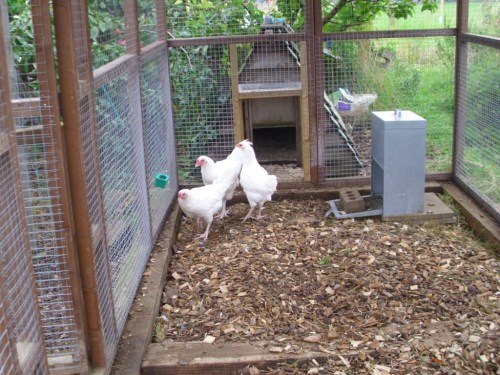 Garden Hens 005a