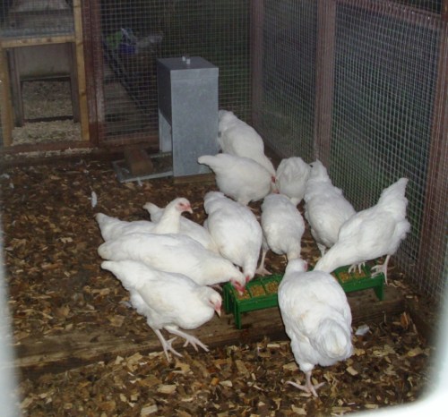 Hens 007a