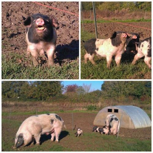 © Karen Nethercott @Samphireshop 2013