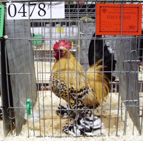 Booted Millefleur bantam