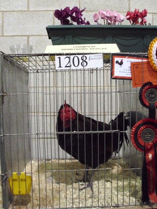 We've always fancied keeping Derbyshire Redcaps, but, alas, space does not permit