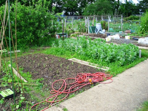 Sweetcorn newly planted, with broad beans coming on well in the background.  The cordon tree is a Worcester or Discovery.  We pruned it drastically, but it's recovered well.