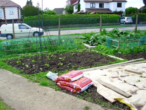 Peas are under the net near the fence, rhubarb to the right, and climbing and dwarf beans on the newly planted bed
