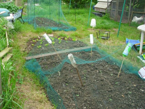 Moving up to where the chickens are, we have brussels sprouts in the foreground, summer sprouting broccoli in the background