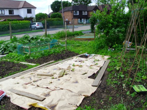 Courgettes and squash have been planted through the paper, to suppress the weeds