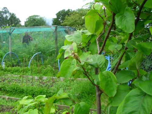 We got one or two fruit last year from this young Vranja quince tree.  It has had some lovely blossoms this year, but not all have set.