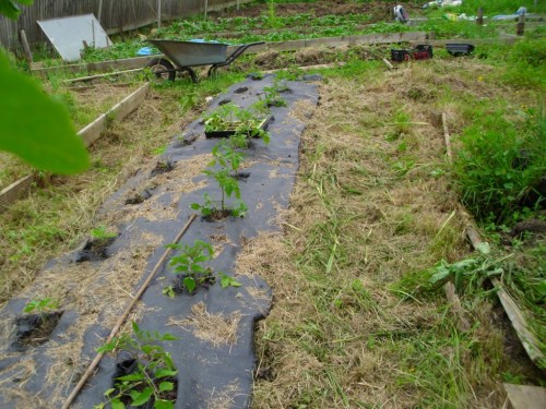 We've just started putting the tomatoes out.  The planting is obviously here catching up with my strimming!