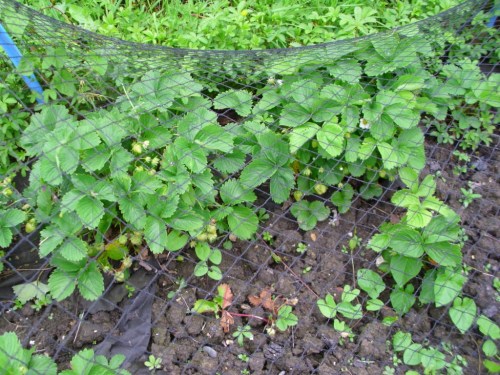 Plenty of strawberries, but, alas, also plenty of slugs in this warm damp weather.