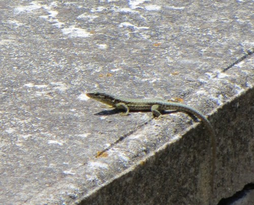 Outside in the sunshine, we disturbed the basking lizards.  We stood very still and they cautiously re-emerged from hiding.