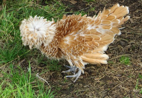 Frizzle Chamois Poland