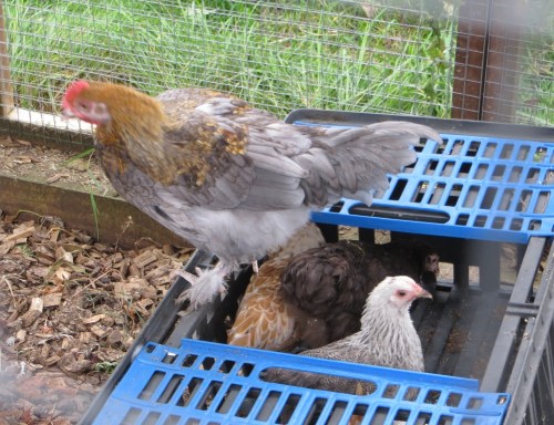 ???????????????????????????????