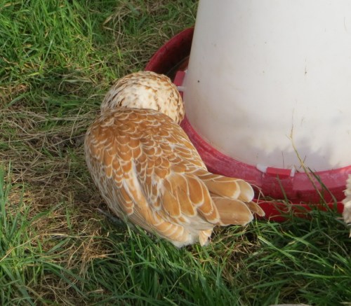 Smooth Chamois Poland