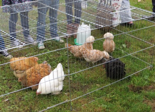 Hollywater Hens are re-established and were showing both hybrids and bantams. We identified the Polands and Pekins, but not the gorgeous Pekin Frizzle on the right.