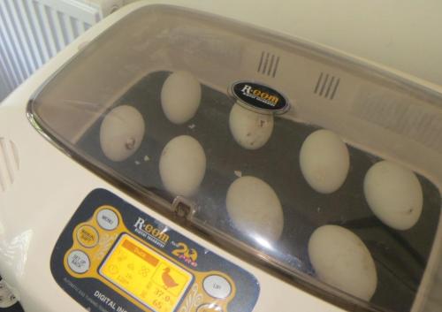 The front row left hand side is rocking to and fro. And cheeping.