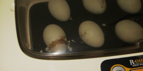 And as we watch, the top of the shell detaches completely.