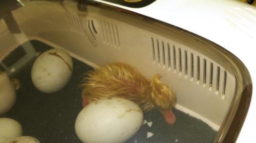 It doesn't take long to break the link to the shell.