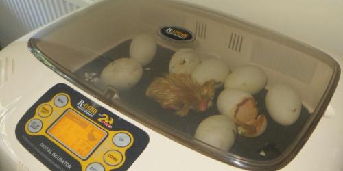 And to find a cozy place to dry out and recover her strength.