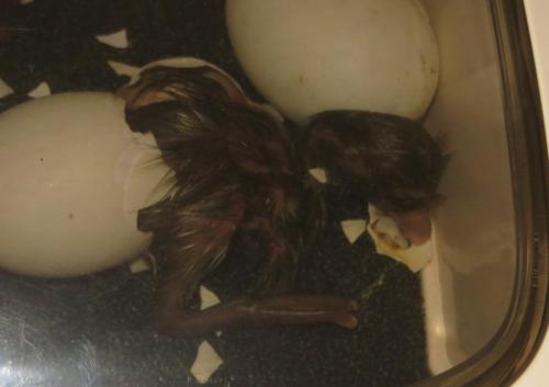 ... and out she comes