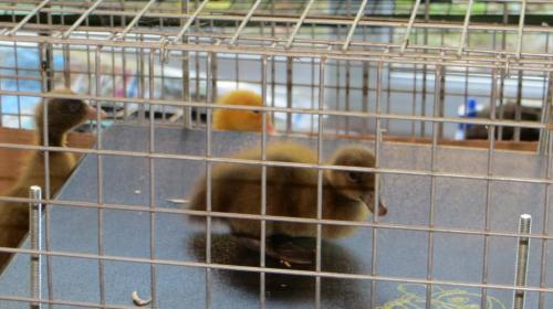 Within 24 hours the bolder ones have scrambled onto the electric hen. Happiness is a warm btm!