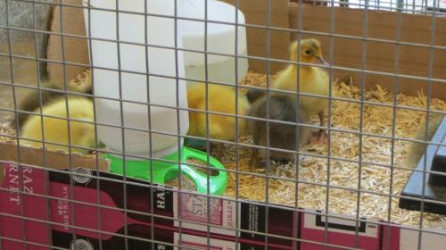 We introduce them to the water and food by dipping their bills in. They soon catch on.