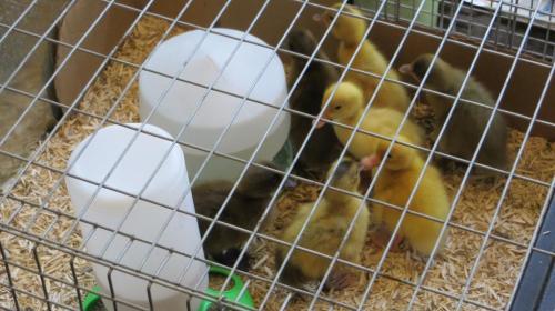 A rare opportunity to picture all seven of them.