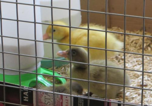 ... and across to the drinker, dropping some food on the way ...