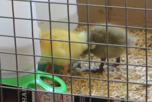 ... and a lovely drink of water to wash it all down!