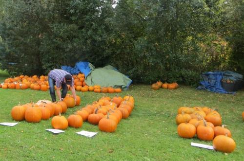 With Halloween coming up, there were some beautiful pumpkins for sale ...