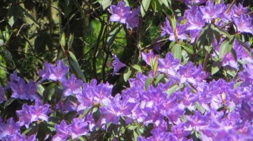 160523 Herding Hill 033a