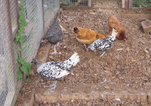 Bantams 047a